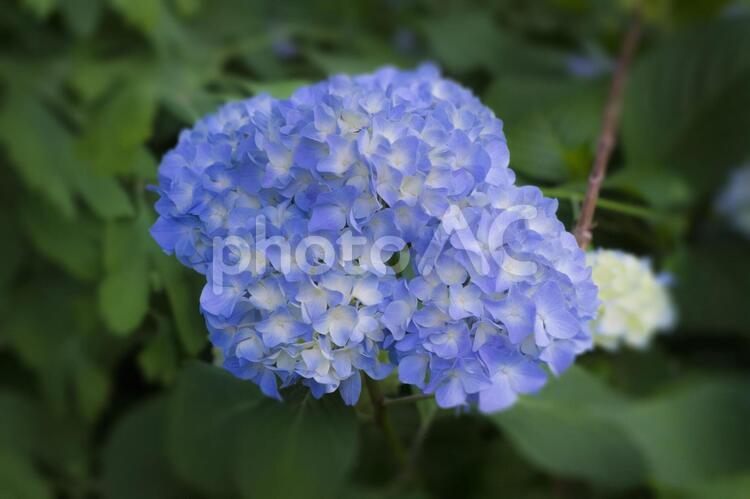 梅雨時期のアジサイ あじさい,アジサイ,紫陽花の写真素材