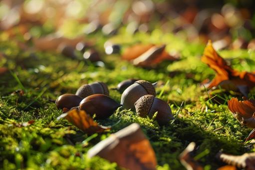 森の苔の上に散らばるどんぐりと秋の落ち葉 森の苔の上に散らばるどんぐりと秋の落ち葉の写真