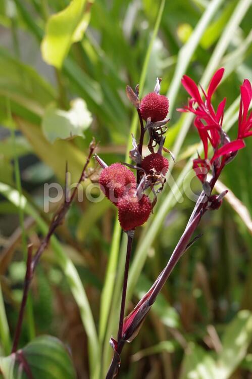 ダンドク ダンドク,赤,花の写真素材