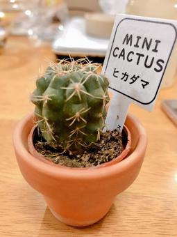 サボテン サボテン 植物,サボテン,多肉植物の写真素材