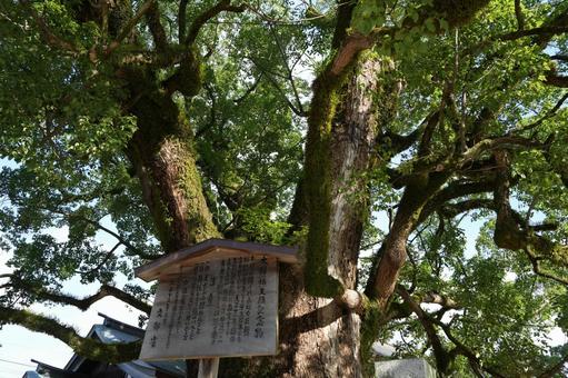 太宰府天満宮の大樟 太宰府天満宮の大樟 福岡,福岡県,大宰府天満宮の写真素材