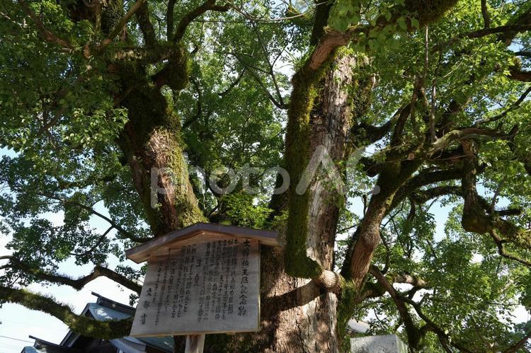 太宰府天満宮の大樟 福岡,福岡県,大宰府天満宮の写真素材