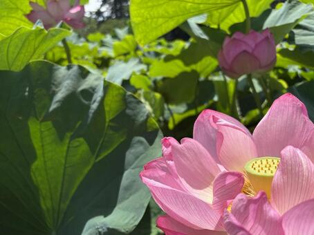 上杉神社のお濠に咲く蓮の花と丸いつぼみ 前ボケ,背景ボケ,ボケ味の写真素材