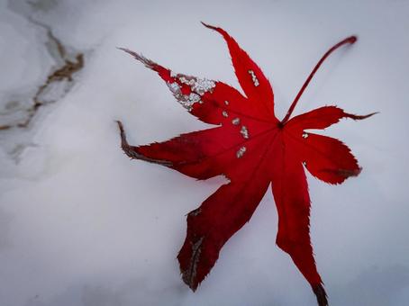 枯れもみじ もみじ,落ち葉,枯れ葉の写真素材