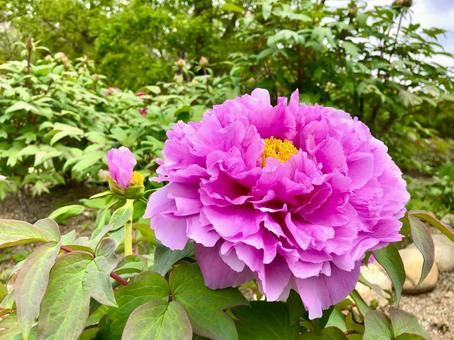 ボタンの花 ピンク ボタンの花 ピンク 牡丹,ボタン,ぼたんの写真素材