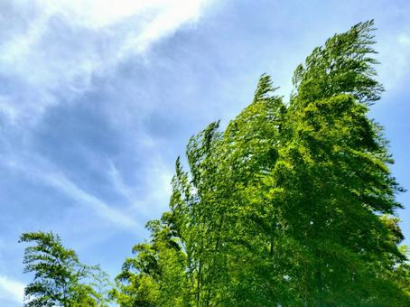 青空の下で風になびく竹 青空,晴れ,雲の写真素材