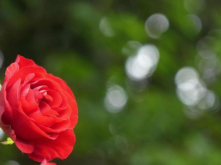 赤い色が鮮明なバラの花 ダブリンベイ① 赤い色が鮮明なバラの花 ダブリンベイ①の写真