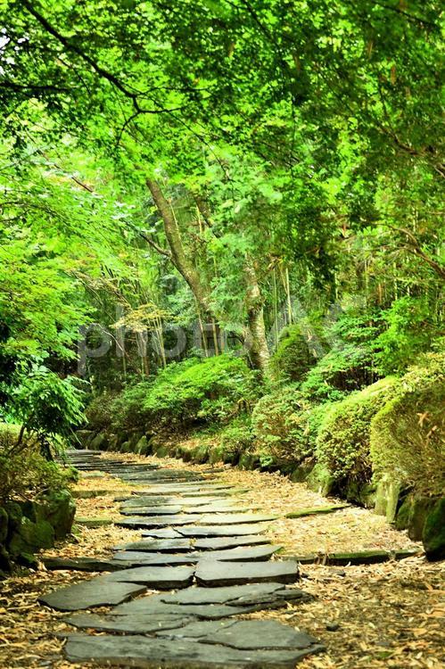 風景　森の中の石畳 風景,森林,石畳の写真素材