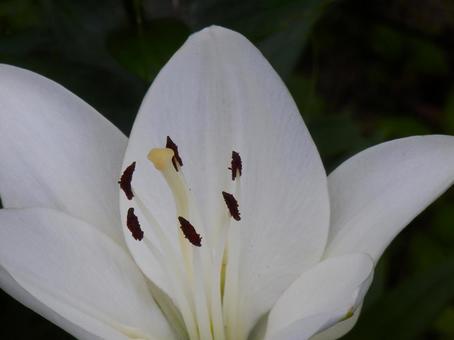 【花の写真】百合の花 【花の写真】百合の花の写真