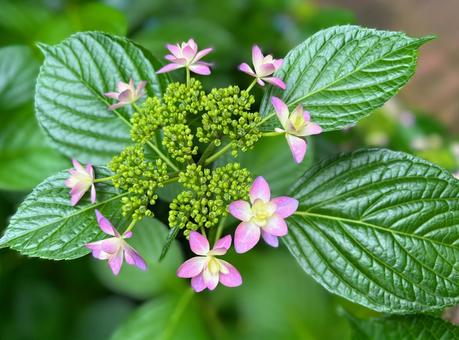 ピンクの紫陽花 ピンクの紫陽花の写真