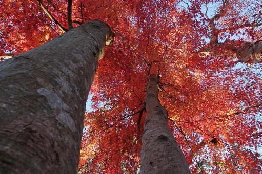 <秋のイメージ>紅葉 <秋のイメージ>紅葉の写真