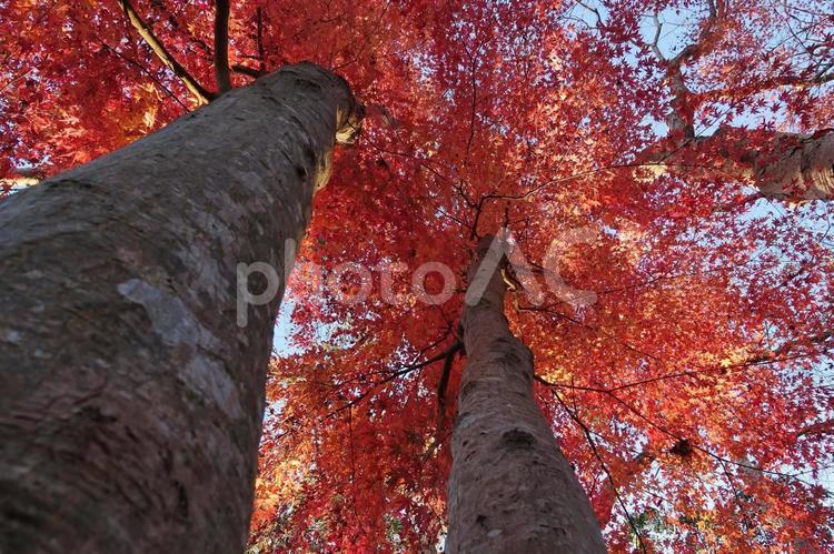 ＜秋のイメージ＞紅葉 紅葉,秋のイメージ,秋の風景の写真素材