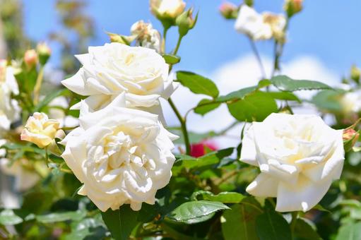 薔薇 銀嶺 薔薇 銀嶺 薔薇,銀嶺,白の写真素材
