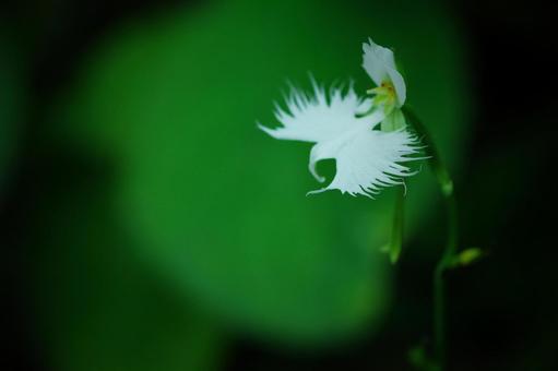 鷺草　サギソウ　白い花の写真