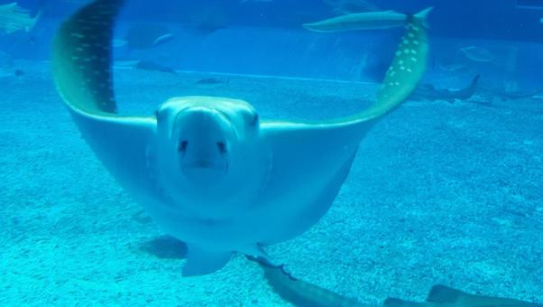 エイ 魚,沖縄,マンタの写真素材