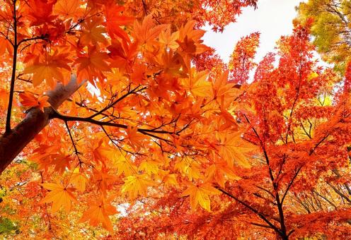 Sunlight filtering through the leaves of autumn, autumn leaves, autumn, natural, JPG