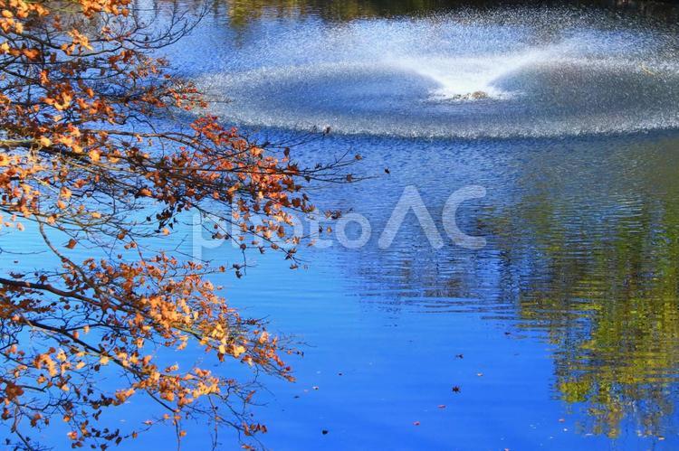 紅葉のイメージ 秋,紅葉,もみじの写真素材