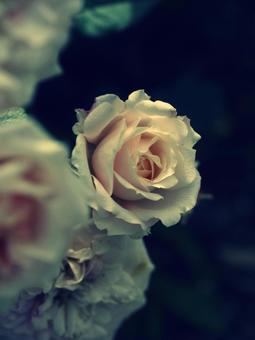 薄暗い背景で光る薔薇 薄暗い背景で光る薔薇の写真
