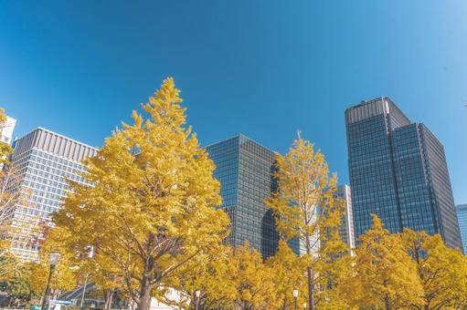 丸の内の高層ビル群とイチョウ並木 丸の内の高層ビル群とイチョウ並木 四季の写真,銀杏,銀杏並木の写真素材