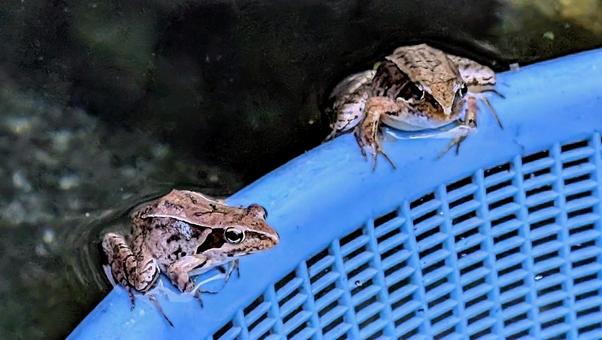 カエル カエル ニホンアカガエル,生き物,蛙の写真素材