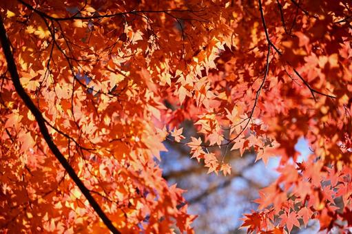 紅葉のもみじ 秋,もみじ,自然の写真素材