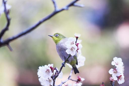 梅の枝に止まるメジロ 鳥,メジロ,花の写真素材