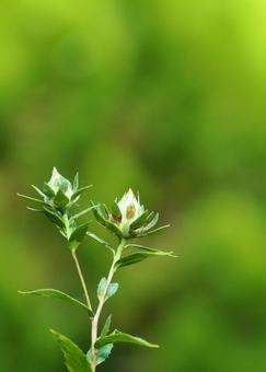 緑の背景に蕾のある野草 緑の背景に蕾のある野草の写真