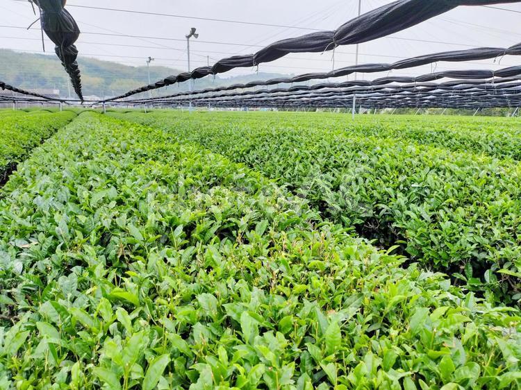 名産地、西尾の五月の茶畑 茶畑,西尾,名産地の写真素材
