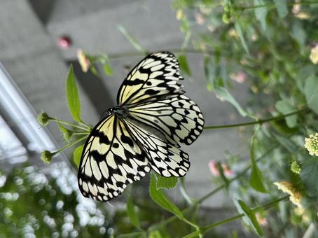 オオゴマダラ2 オオゴマダラ2の写真