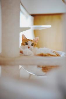 リラックスタイム 猫,cat,ネコの写真素材