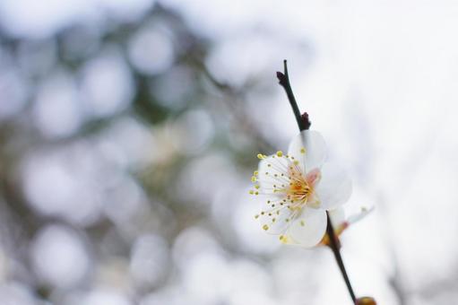 ＜春のイメージ＞梅の花 梅,花,梅の花の写真素材