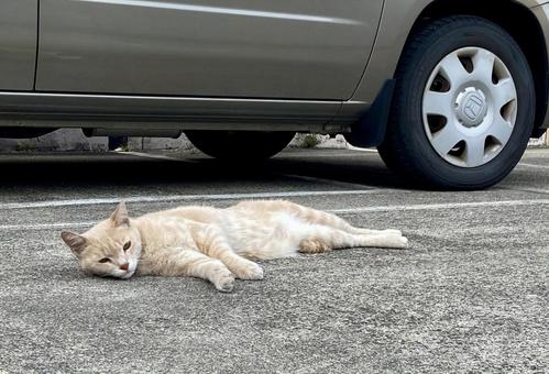 猫 猫 猫,動物,生き物の写真素材
