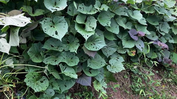 無農薬栽培のサツマイモの葉っぱ 無農薬栽培のサツマイモの葉っぱ 芋,薩摩芋,さつまいもの写真素材