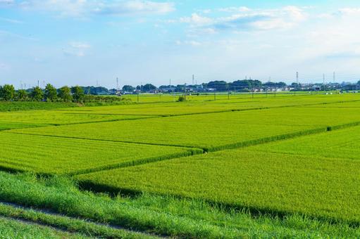 風に揺れる収穫まじかの稲穂のある田園風景 風に揺れる収穫まじかの稲穂のある田園風景 風景,農業,田んぼの写真素材