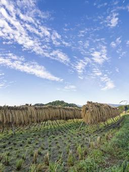 秋晴れの空に並ぶ稲わら 稲刈り後,はさがけ,稲わらの写真素材