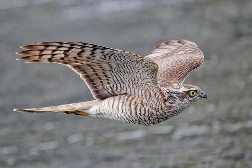 目の前を横切るハイタカ幼鳥 ハイタカ,灰鷹,鷂の写真素材