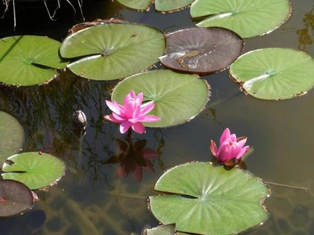 Photo, water lily, flower, plant, 