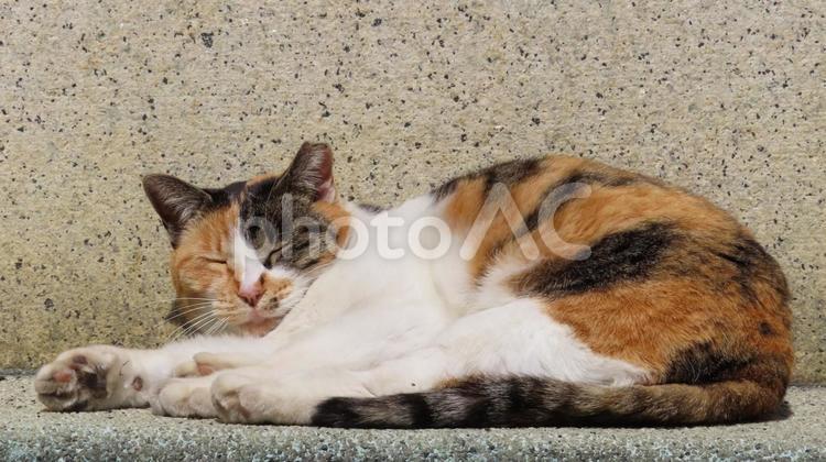 肉球アピールがあざといミケの眠り猫 三毛猫,猫,肉球の写真素材