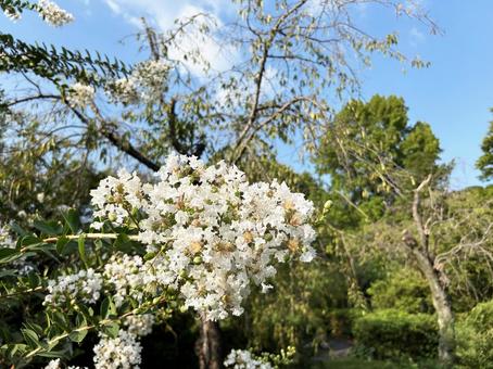 日を浴びる白色のサルスベリの花 日を浴びる白色のサルスベリの花の写真