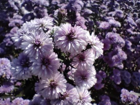 友禅菊 菊,友禅菊,花の写真素材