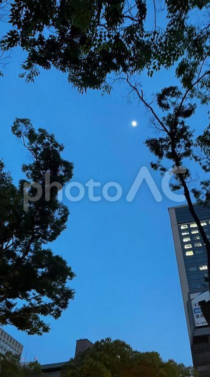 オフィス街から見える月 宵空,月,中之島の写真素材