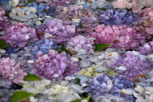 Photo, flower, plant, beautiful, 
