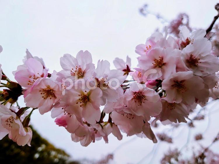 鶴舞公園の桜 桜,さくら,サクラの写真素材