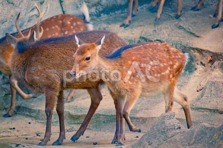 ニホンジカ　小鹿　クロスプロセス ニホンジカ,鹿,小鹿の写真素材