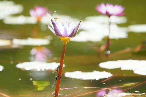光輝くスイレンの花 光輝くスイレンの花の写真