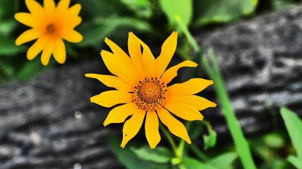 Flower 花,夏,flowerの写真素材