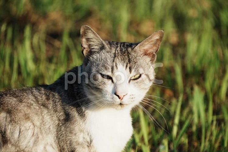 猫の眼差し 猫,生き物,眼差しの写真素材