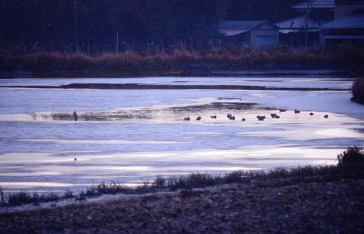 水鳥に集まるところ 水鳥に集まるところの写真