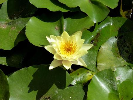植物園の池で開花したスイレン 植物園の池で開花したスイレン スイレン,花,植物の写真素材