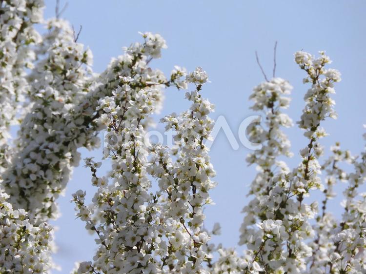 雪柳 ユキヤナギ,雪柳,花の写真素材